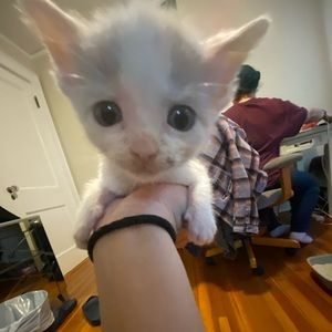 Meet your Posher, Arwen